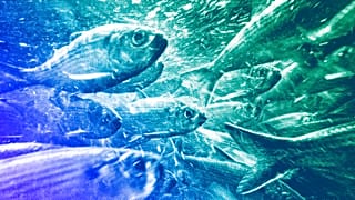 River herring, also known as alewives, swim in a stream, May 2021