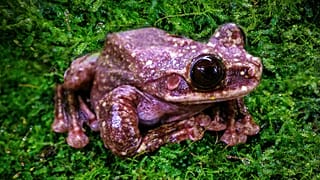 Toughie "was a perfect gentlemen" says Mark Mandica, who cared for the frog over seven years.