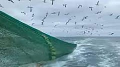 La pesca de arrastre en la costa devasta todo el ecosistema marino.