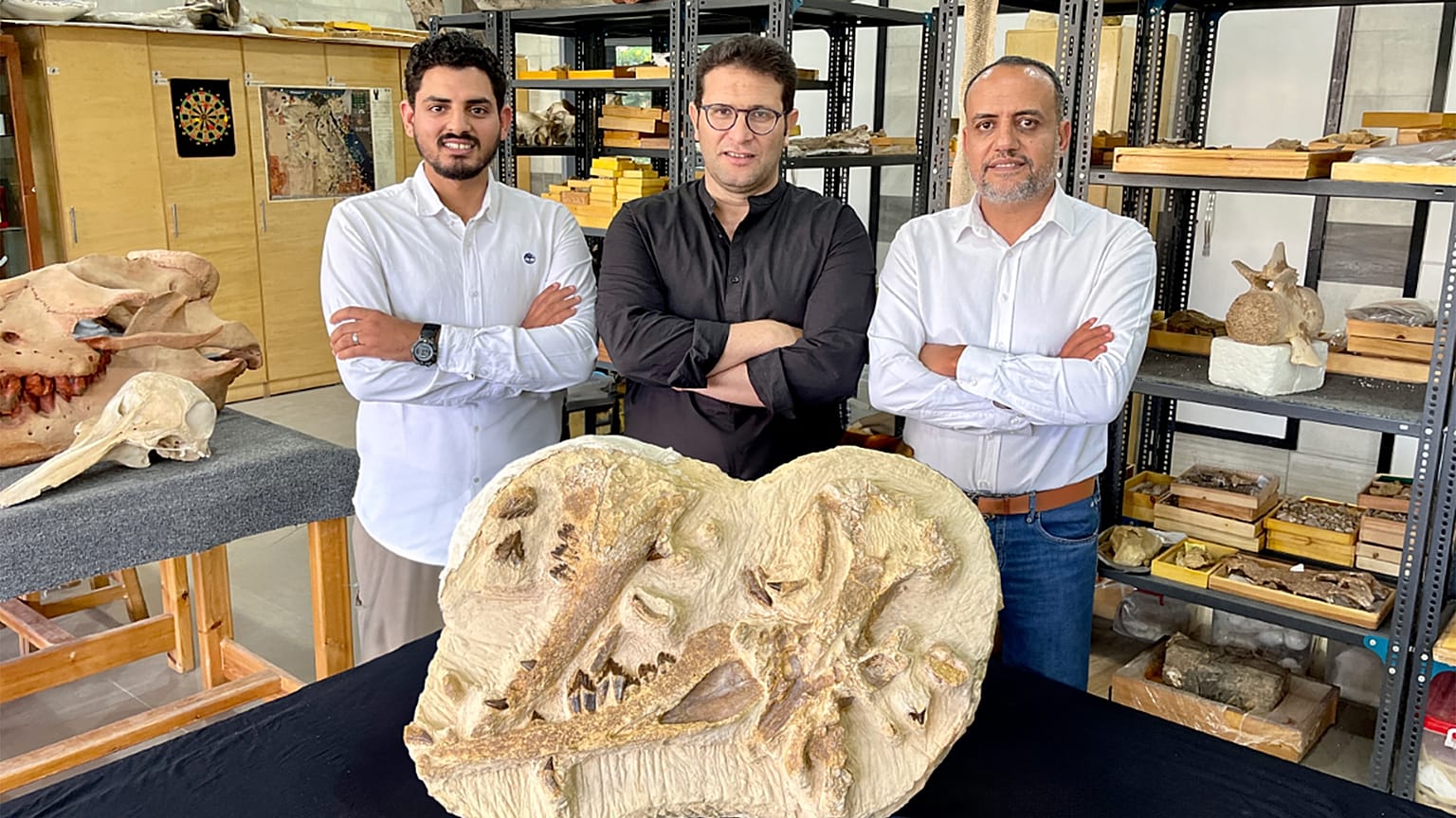 عالم الأحافير المصري في الجامعة الأميركية في مصر 