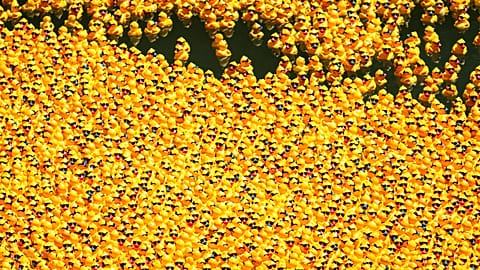 Rubber ducks in Chicago