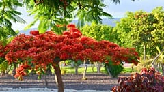 The Canary Islands' eye-catching flame trees are a magnet for tourists.