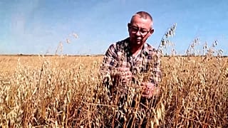 Bertrand Baey stands in amongst his damaged oat crops