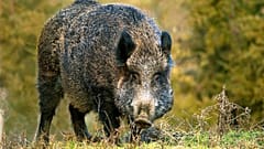 Eine Rotte von etwa 20 Wildschweinen wurde in der Stadt Catanzaro in der süditalienischen Region Kalabrien gesichtet.