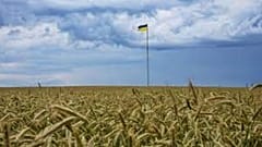 La producción de maíz y trigo en Ucrania se ha reducido casi un 40 % este año con respecto a los niveles anteriores a la guerra.