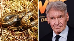 Harrison Ford - trifft Tachymenoides harrisonfordi 
