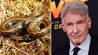 Harrison Ford - incontra Tachymenoides harrisonfordi