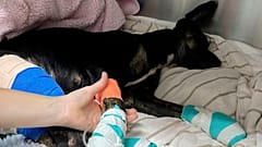 Die Maui Humane Society behandelt Hunde, Katzen, Hühner, Schweine und andere Tiere, die auf der Flucht vor den Waldbränden schwer verbrannt sind. 