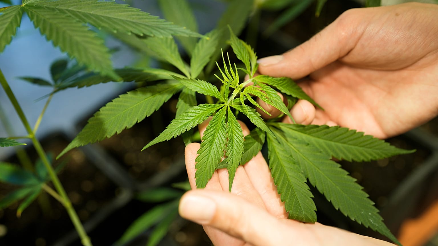 Un dipendente mostra una pianta di cannabis o canapa in crescita in una scatola al Museo della Cannabis di Berlino, Germania