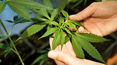 Un empleado muestra una planta de cannabis o cáñamo en crecimiento en una caja del Museo del Cannabis de Berlín (Alemania).