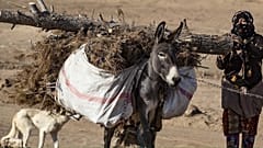 الحرب والوضع الاقتصادي تهدّد اليوم الثروة الحرجية في سوريا