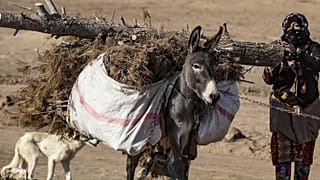 الحرب والوضع الاقتصادي تهدّد اليوم الثروة الحرجية في سوريا