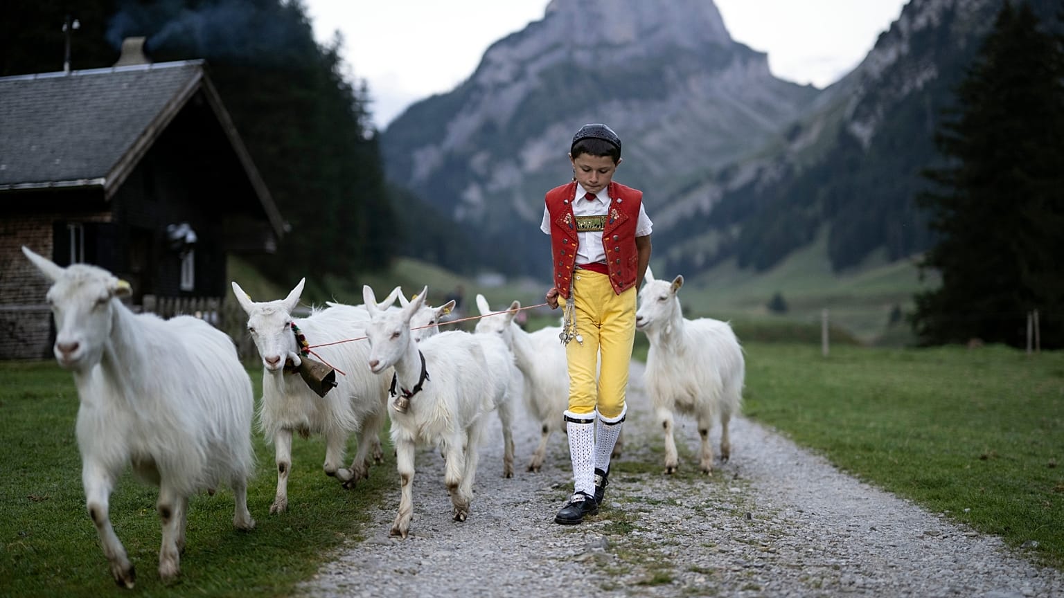 El joven pastor Roman participa en el "Alpabzug" (salida de los pastos de montaña), el viernes 26 de agosto de 2022, en el Saemtis Alp en Bruelisau, Suiza.