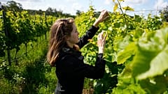 Die Weinkennerin Emma Berto kontrolliert die Trauben auf dem Thora Vingård, Gemeinde Båstad, Schweden, Juli 2023.
