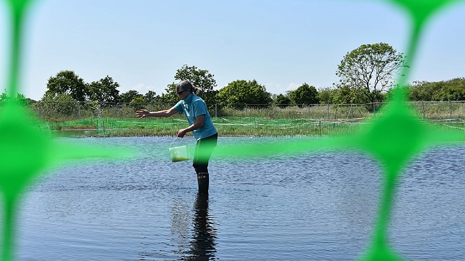 Andrea Kelly, a senior environmental policy adviser for the Broads Authority in East Anglia, England, seeds a rewetted farm field with reed in June 2023.