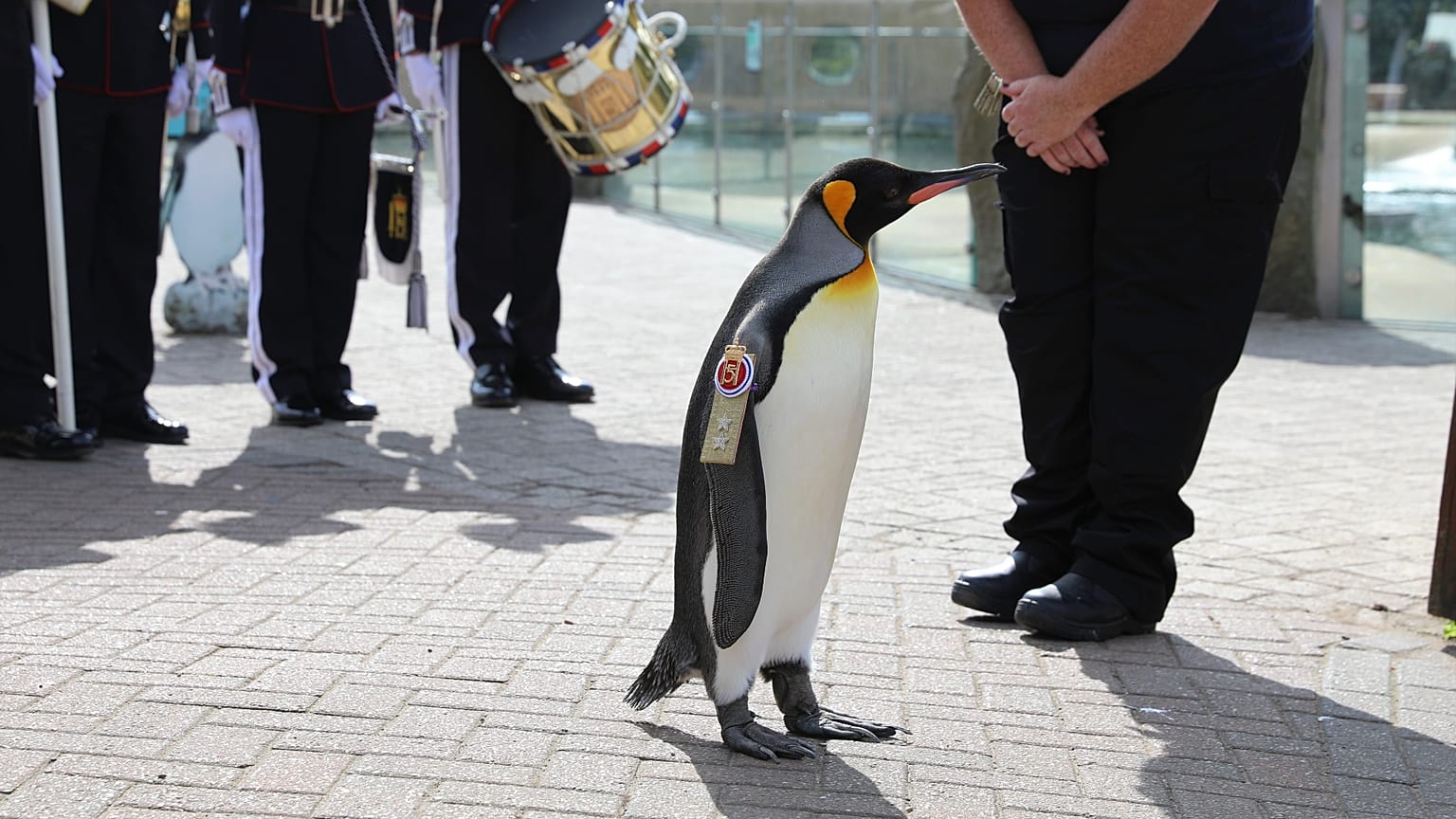 Sir Nils Olav promovido no Jardim Zoológico de Edimburgo.