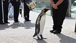 Sir Nils Olav promocionado en el zoo de Edimburgo.
