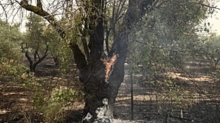 Cette photographie prise le 22 août 2023 montre un olivier en feu lors d'un incendie de forêt à Alexandroupoli, dans le nord de la Grèce, le 22 août 2023.