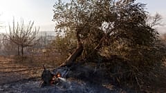 Autoridades gregas encontram 18 corpos em floresta queimada por incêndio