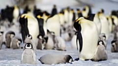 Los resultados apoyan las predicciones de que más del 90% de las colonias de pingüinos emperador estarán casi extintas a finales de siglo, 