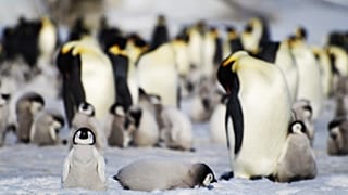 Os resultados confirmam as previsões de que mais de 90% das colónias de pinguins-imperador estarão quase extintas até ao final do século,