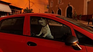 Un chien évacué