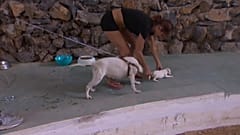Hunde in einem Asyl auf Teneriffa im August 2023