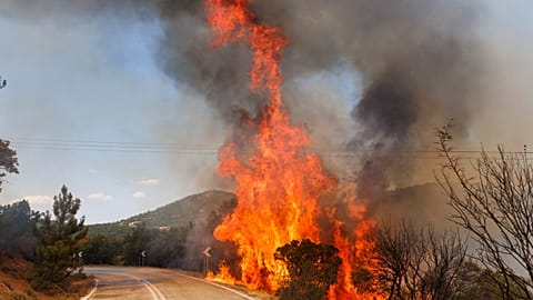 Incendies de forêt en Grèce, en août 2023.
