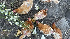 "No hay nada más bonito en un día soleado que verlos en el jardín dándose baños de polvo".