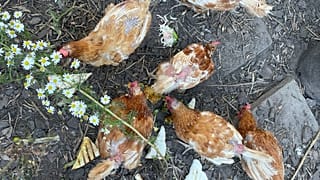 "No hay nada más bonito en un día soleado que verlos en el jardín dándose baños de polvo".