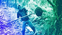 Plantation worker Oscar Ramiro Hernandez, 17, loosens away a fruit bunch from an African oil palm at a farm in Sayaxche, Guatemala, 2012