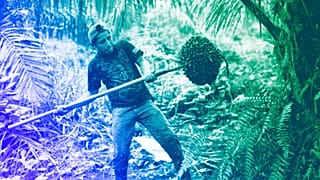 Plantation worker Oscar Ramiro Hernandez, 17, loosens away a fruit bunch from an African oil palm at a farm in Sayaxche, Guatemala, 2012
