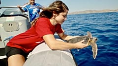 Geschützte Tiere wie Meeresschildkröten brauchen mehr Schutz