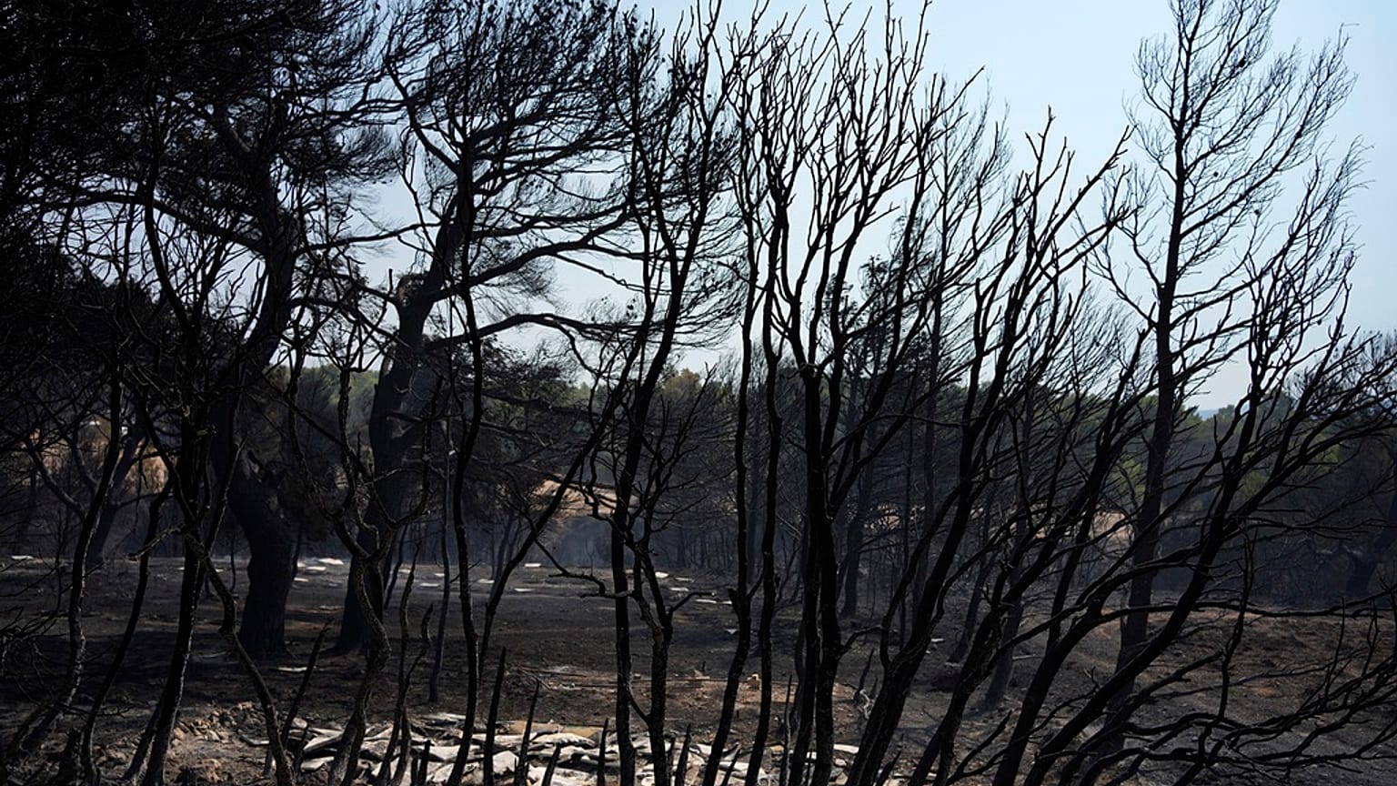 A helicopter flies over a burnt forest on Mount Parnitha, in northwestern Athens, Greece, Thursday, Aug. 24, 2023. 