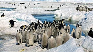 Junge Kaiserpinguine.