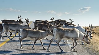 Noruega está reconstruyendo una valla para renos en la frontera para impedir los costosos paseos de los animales hacia Rusia.