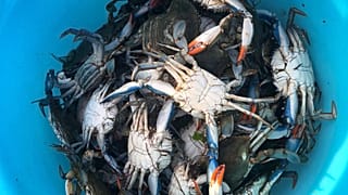 Fishermen in the Sacco di Goro have been pulling around seven tonnes of blue crabs out of the lagoon each day. 