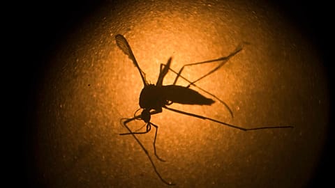 FILE - In this Jan. 27, 2016, file photo, an Aedes aegypti mosquito is photographed through a microscope at the Fiocruz institute in Recife, Pernambuco state, Brazil.