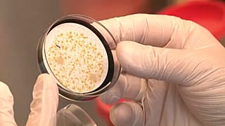 Legionella bacteria 