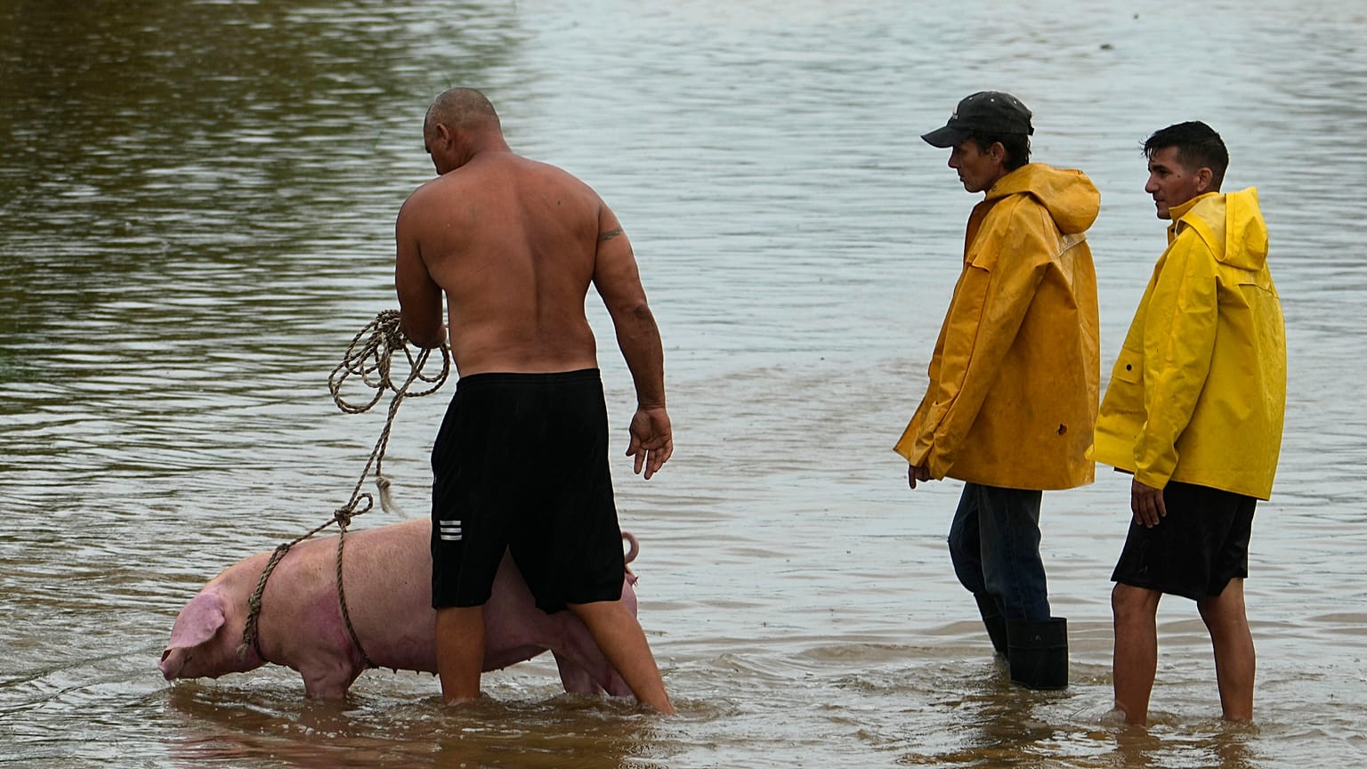 Un hombre conduce a un cerdo por una calle inundada por las lluvias provocadas por el huracán Idalia, en Batabano, Cuba, el martes 29 de agosto de 2023.