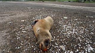Un lobo marino muerto descansa en la playa de Punta Bermeja, en la costa atlántica de la provincia patagónica de Río Negro, cerca de Viedma, Argentina.