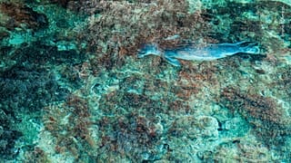 Предлагаем вам взглянуть на некоторые из снимков, получивших самые высокие оценки на конкурсе "Фотограф дикой природы года" в этом году. 