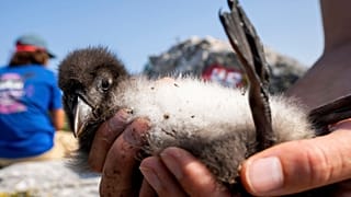 A biologist holds a healthy Atlantic puffin chick on Eastern Egg Rock, Maine, August 2023.
