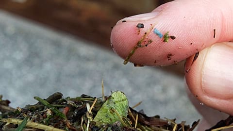 A blue rectangular piece of microplastic on the finger of a researcher with the University of Washington-Tacoma environmental science programme, 2019.