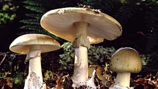 Amanita, or death cap, mushrooms are native to France - and deadly poisonous