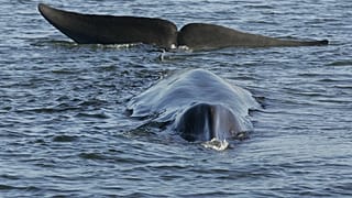 Islandia reanuda la caza de ballenas