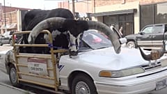 Bulle als Beifahrer in Nebraska