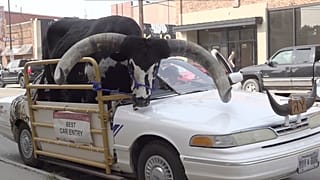 Bulle als Beifahrer in Nebraska