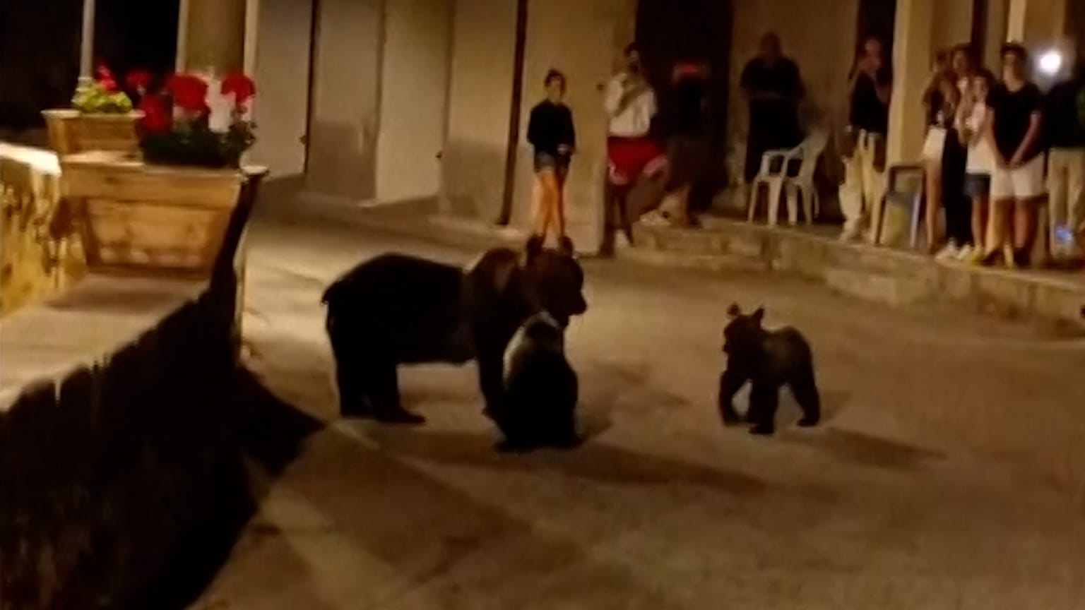 L'orsa uccisa è stata avvistata all'inizio della settimana con i suoi due cuccioli.