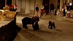 Убитая медведица была замечена в начале этой недели вместе со своими двумя детенышами.